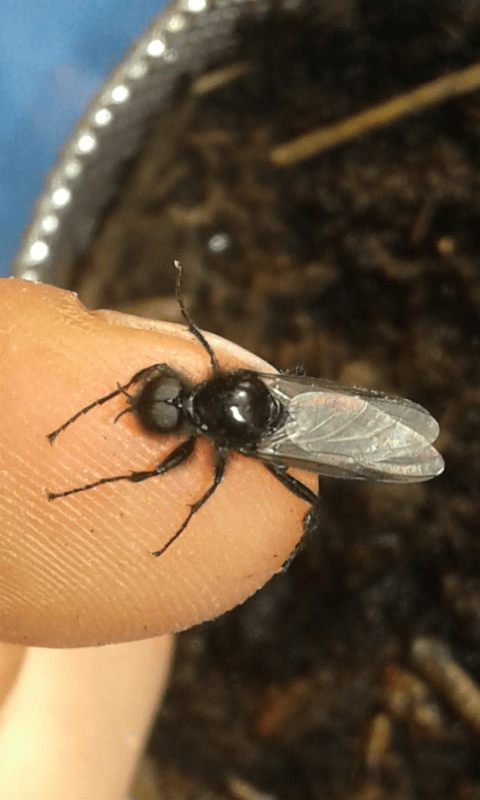 Larve di dittero?  S, pupe di Bibo sp. (Bibionidae).